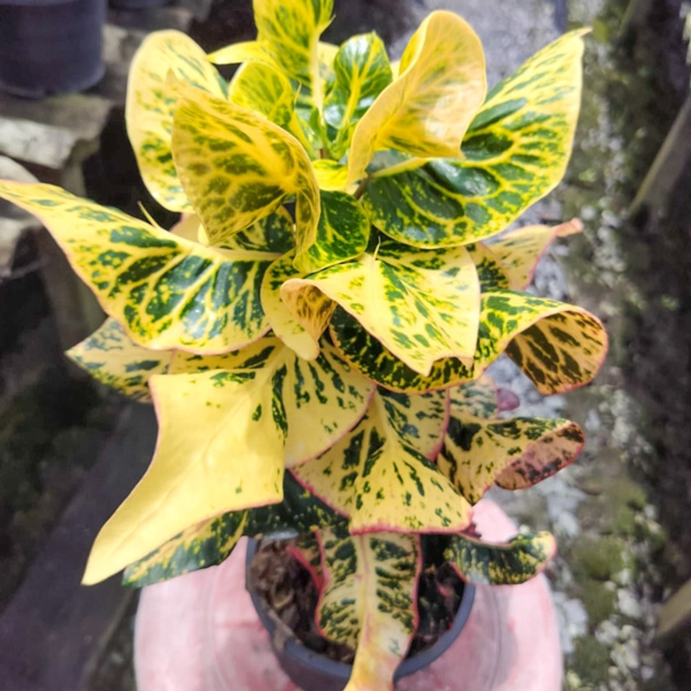 Кротоны без губки. Продолжение