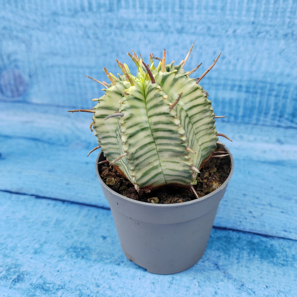 Euphorbia meloformis f. Variegated (Эуфорбия вариегатная)