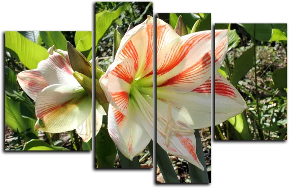 Модульная картина "Лилия "