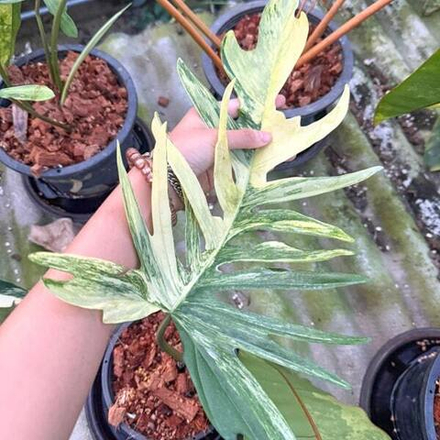 Филодендрон FLORIDA x TORTUM 1 LEAF