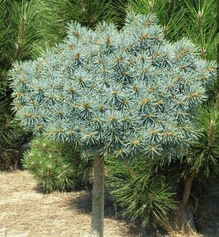 Ель колючая Брунек на штамбе РА 85-105