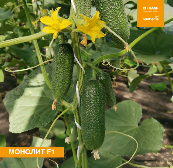 Монолит F1 семена огурца пчелоопыляемого (Nunhems / ALEXAGRO) культура – фото 1