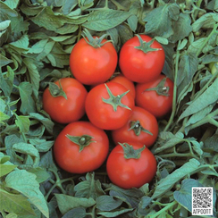 Топспорт F1 семена томата детерминантного (Bejo / Бейо)