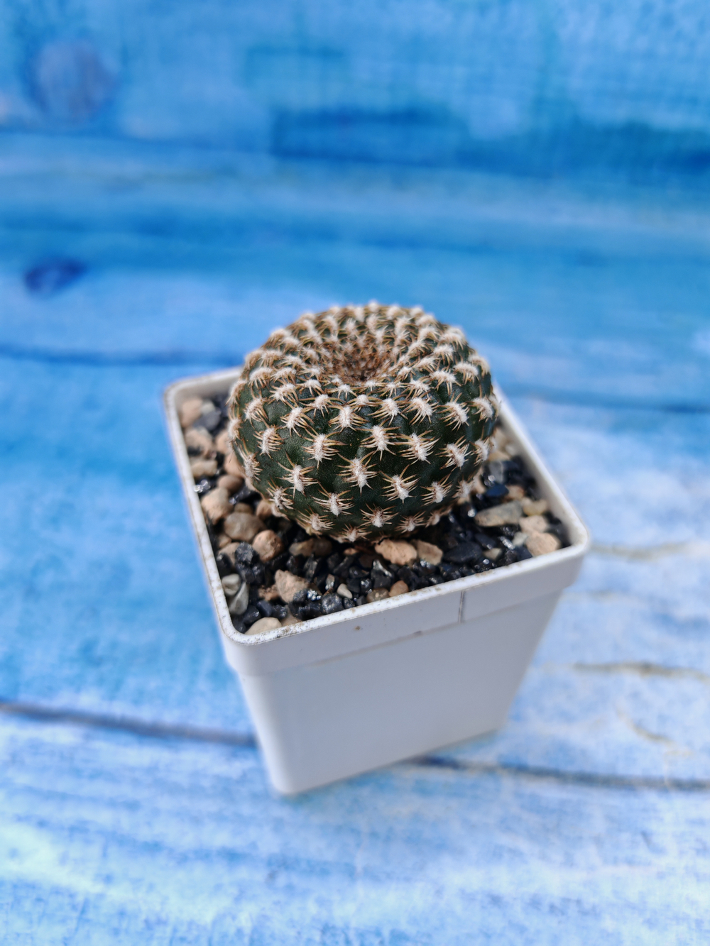 Sulcorebutia Arenacea (Сулькоребуция)