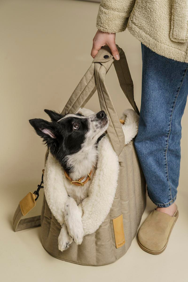 Одежда для собак своими руками: выкройки, удобный покрой