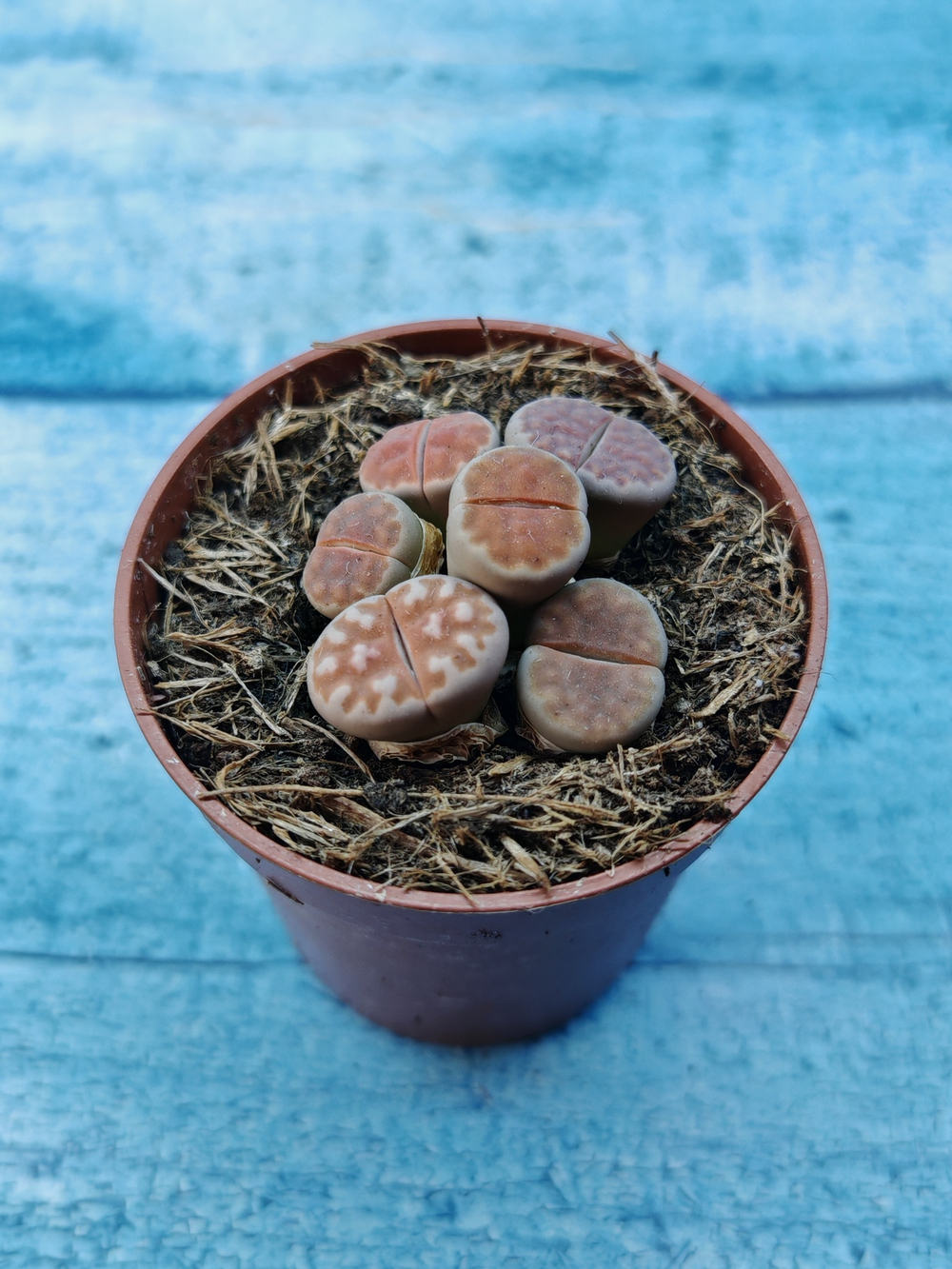 Lithops sp. (Литопсы)