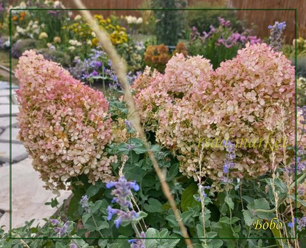 Гортензия метельчатая Бобо (Hydrangea paniculata `Bobo`)