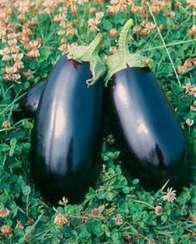 Анет F1 семена баклажана (Nunhems / Нюнемс)