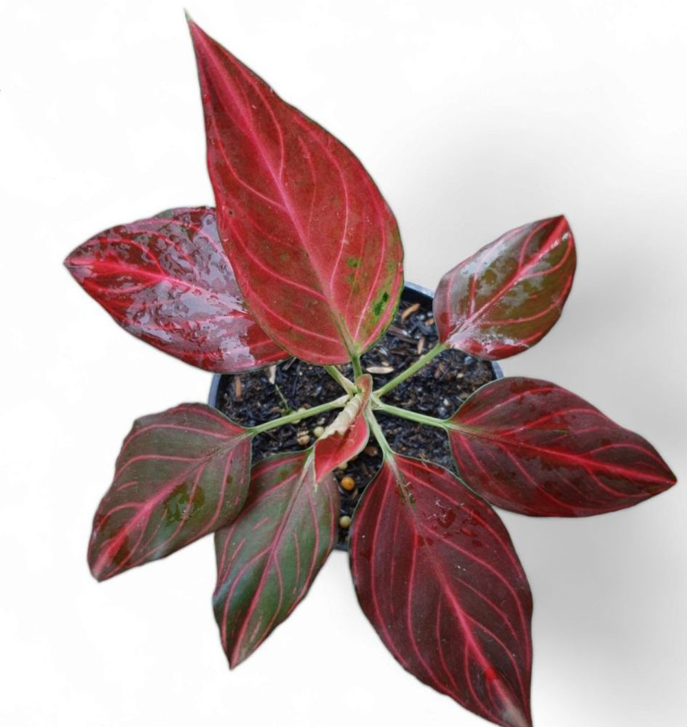 Аглаонема Red Desirability д.12