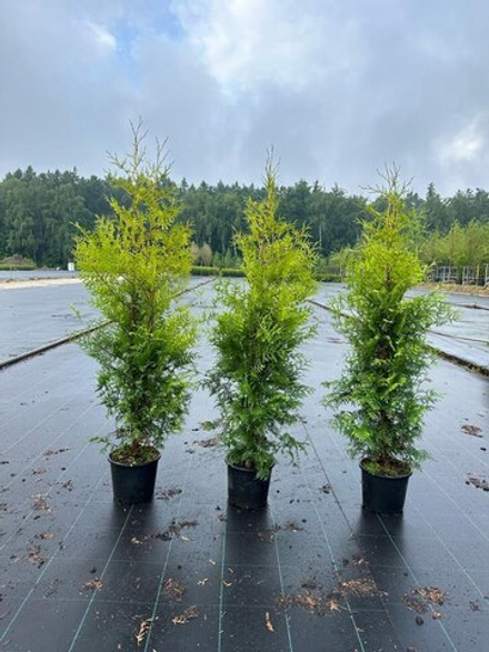 Туя западная Брабант С2 15-20