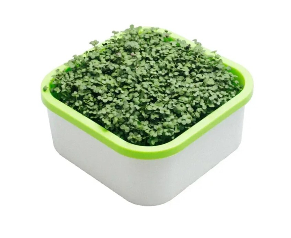 Комплексная эколого-патриотическая программа Сити-фермер, 4-7 лет