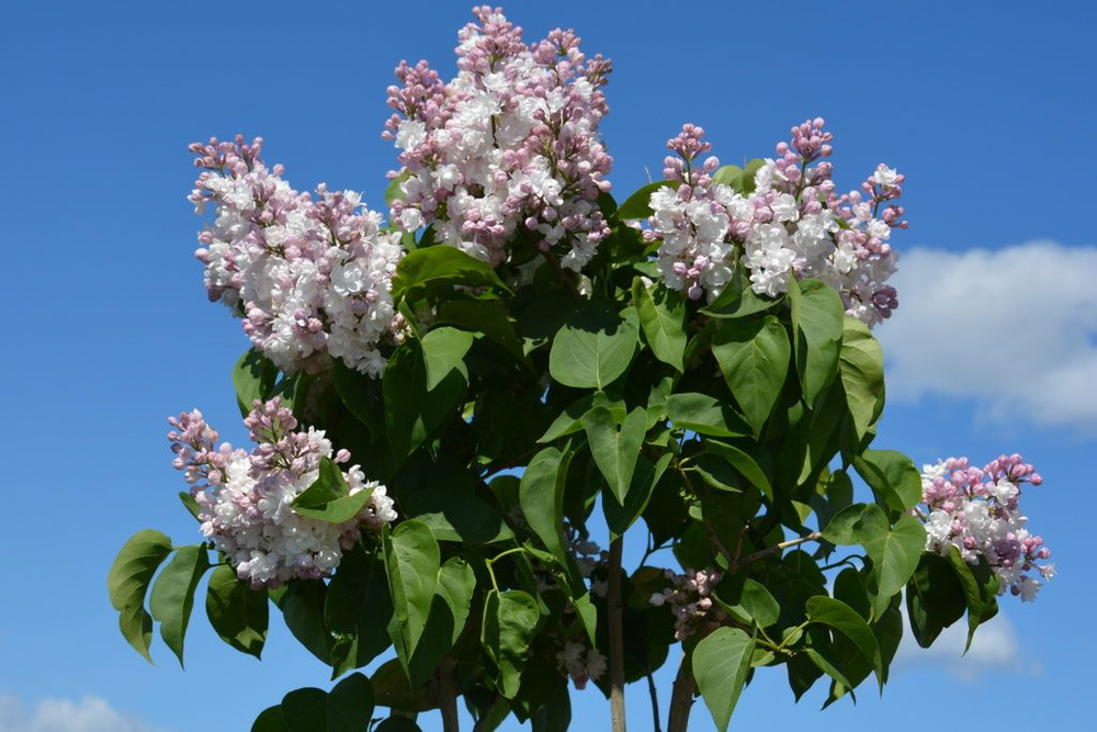 Сирень Красавица Москвы