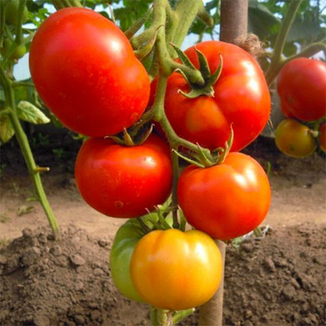 Семена томата Президент 2 F1, Seminis, 5 шт.