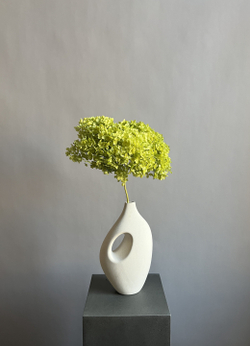 Гортензия стабилизированная салатовая