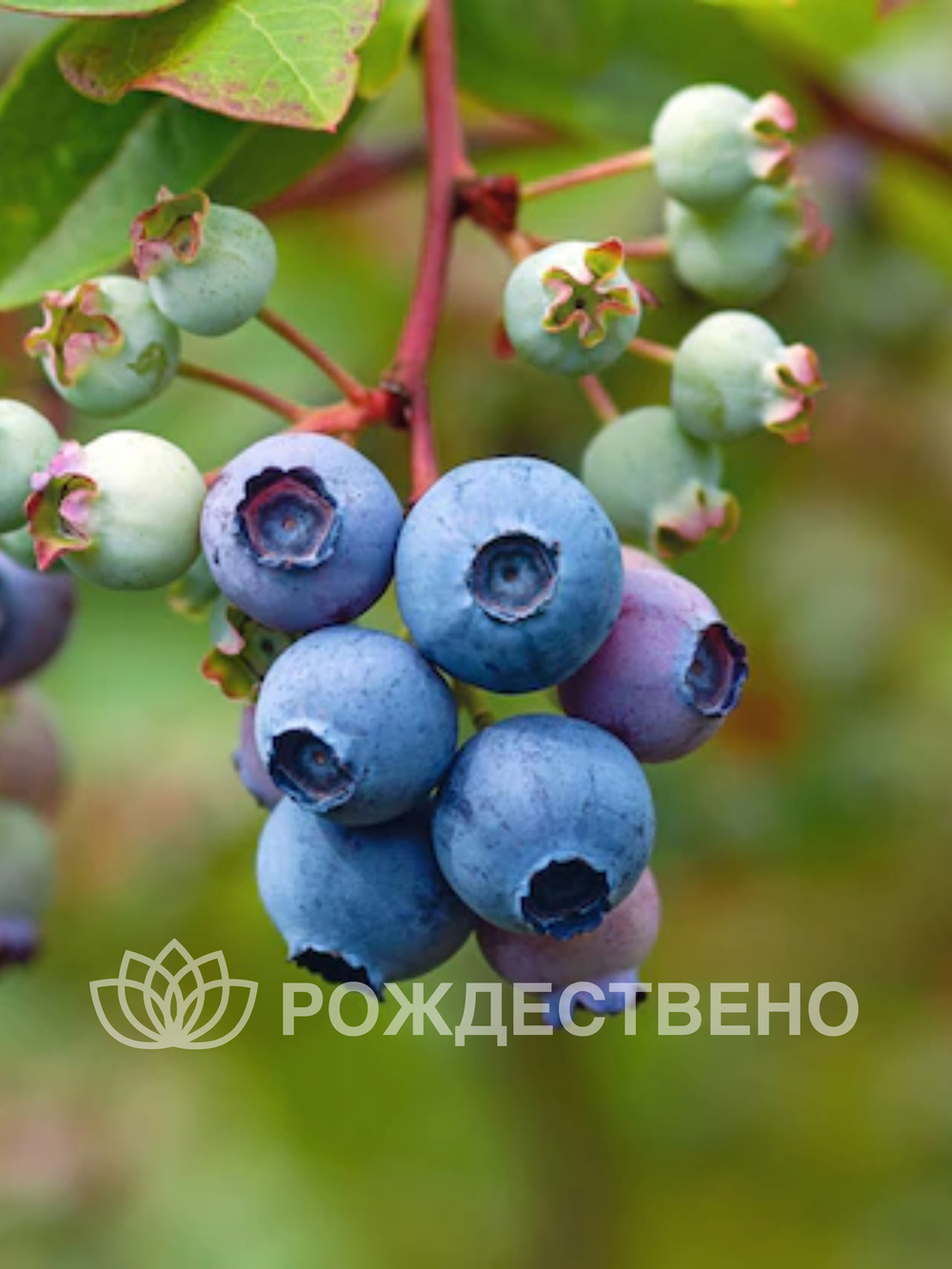 Голубика садовая Нортланд