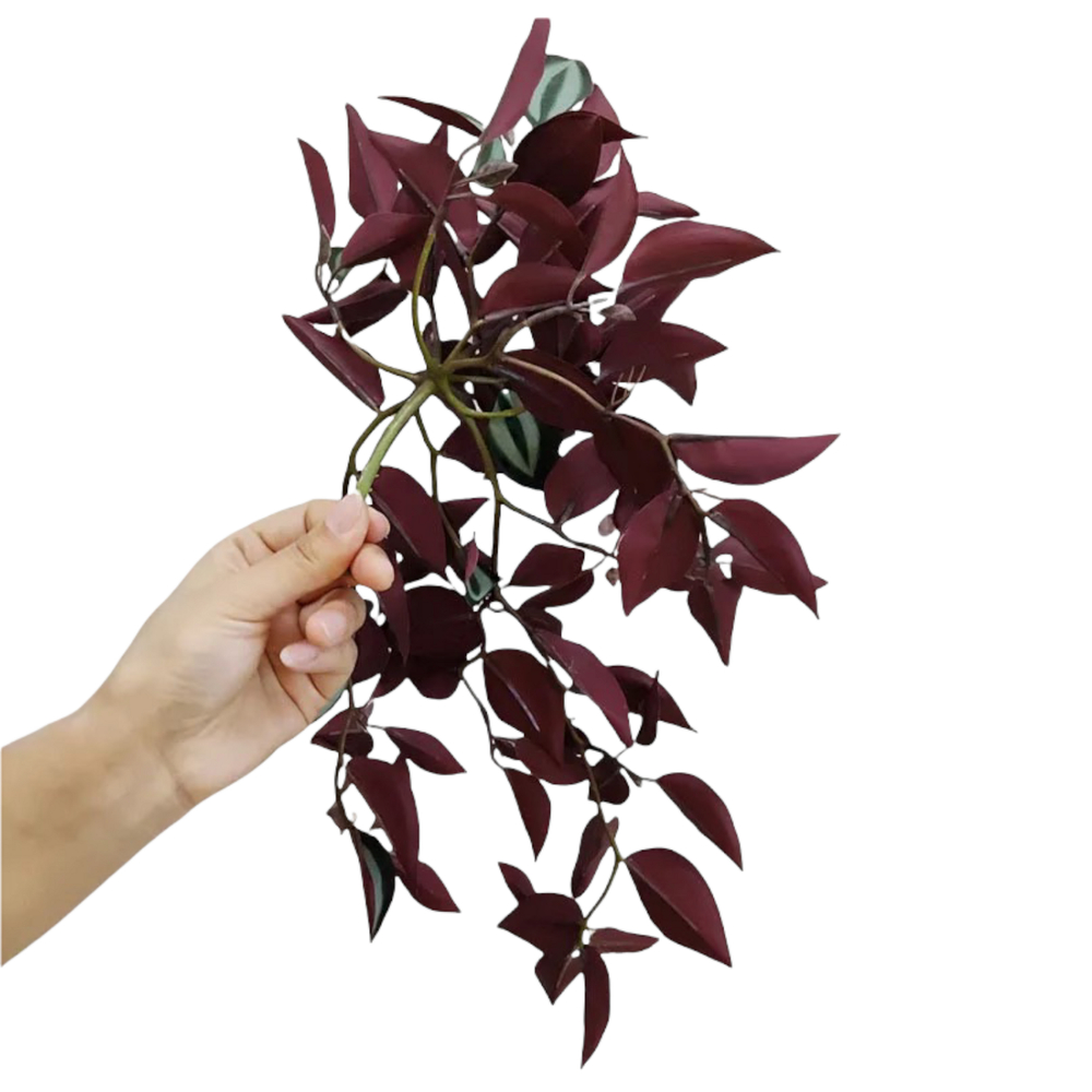 Традесканция Бордо 50 см.