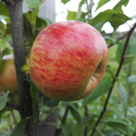 Яблоня летняя Медуница (3-летняя) п/карл.подвой ЗКС