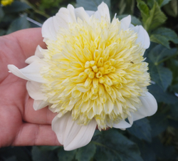 Георгин Платинум блонд (Platinum Blonde)