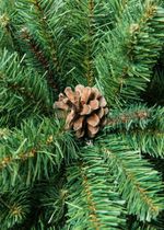 Ель с шишками «Снежная королева зелёная» (Пвх) 240 см / 2.4 м