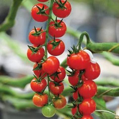 Кончита F1 семена томата индетерминантного (De Ruiter Seeds / Де Ройтер Сидс)