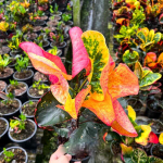 Кротон SAMUT SONGKHRAM