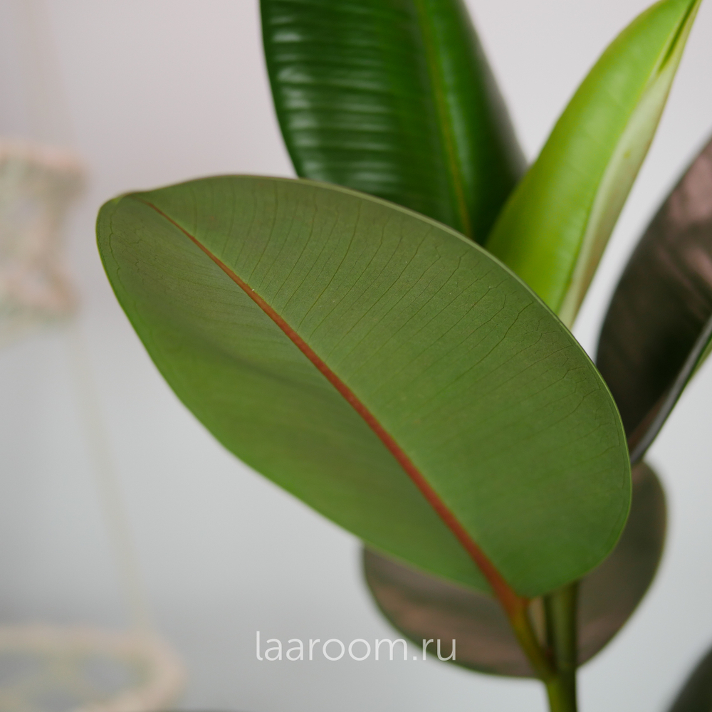 Фикус Эластика Робуста 17/50