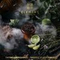 Элемент aroma Thyme&amp;Bergamot линейка &quot;Вода&quot; 40гр.