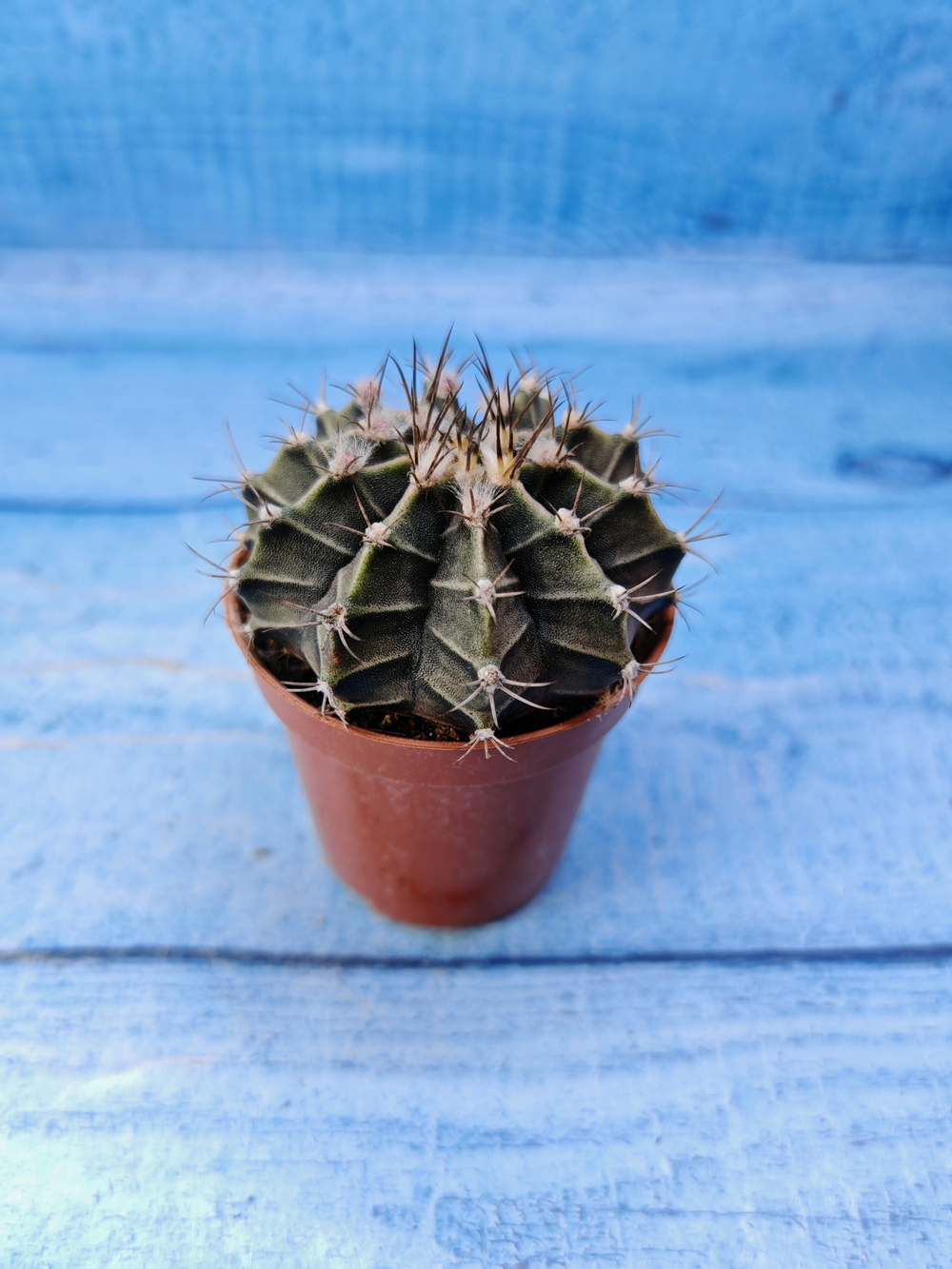 Gymnocalycium Friedrichii (Гимнокалициум)