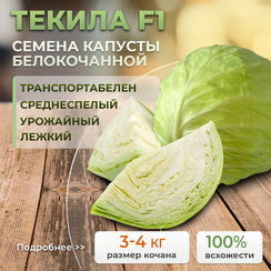 ТЕКИЛА F1 семена капусты белокочанной (Syngenta | Alexagro)