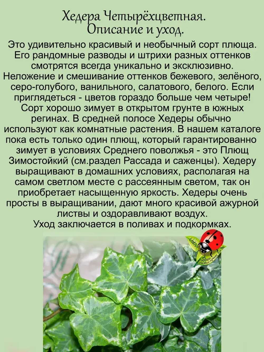 Хедера Четырёхцветная плющ