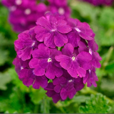 Вербена ампельная Vanessa Purple р9 1шт