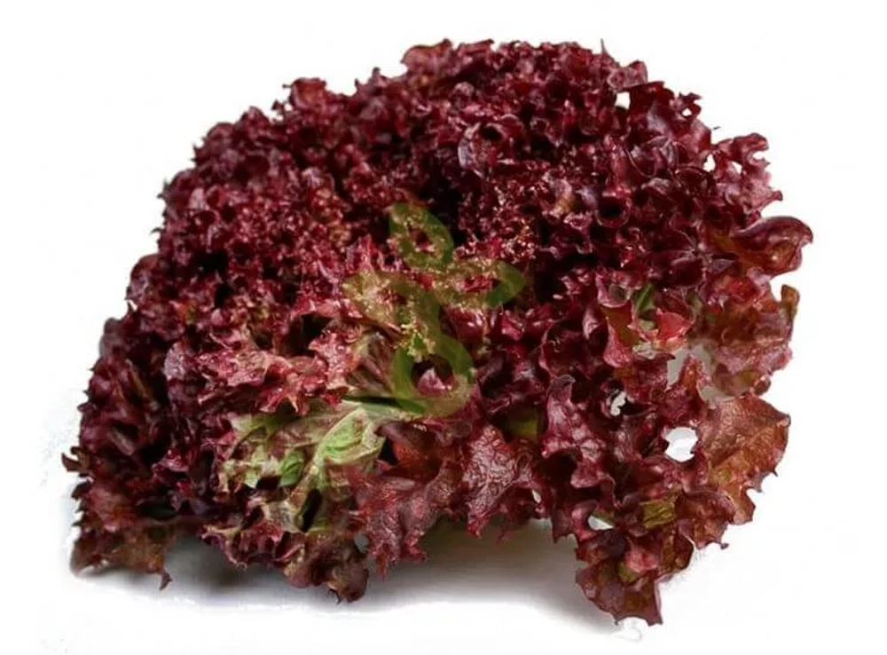 Салат Кармези