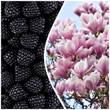 Ежевика и магнолия (Blackberry & Magnolia)