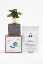 Кофейное дерево в бетонном кашпо