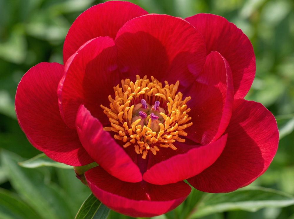 Пион травянистый «Сингл Ред» (Single Red)