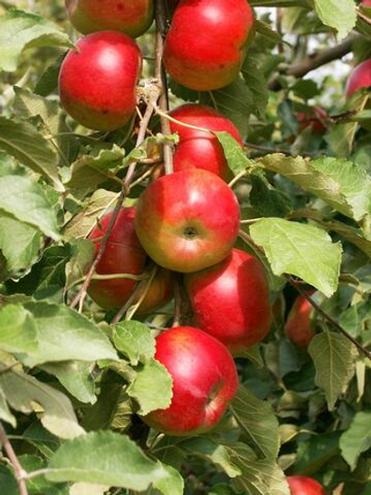 Саженцы яблони Минусинское десертное (Надежда)