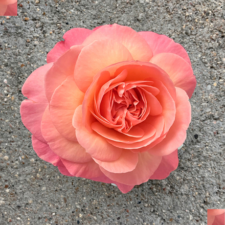 Жан де Лафонтен (Jean de La Fontaine) — душистая романтическая роза