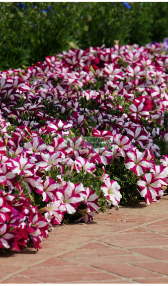 ПЕТУНИЯ EASY WAVE BURGUNDY STAR | Alexagro – фото 2