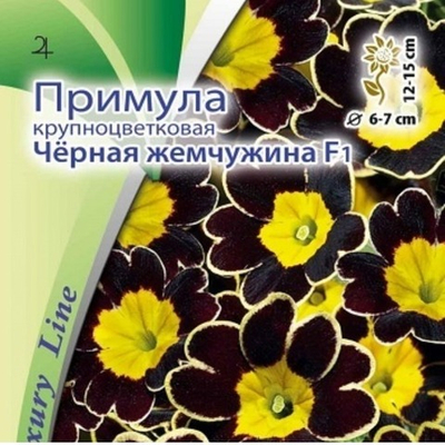 Примула крупноцветковая Чёрная жемчужина F1