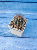 Melocactus Azureus (Мелокактус)