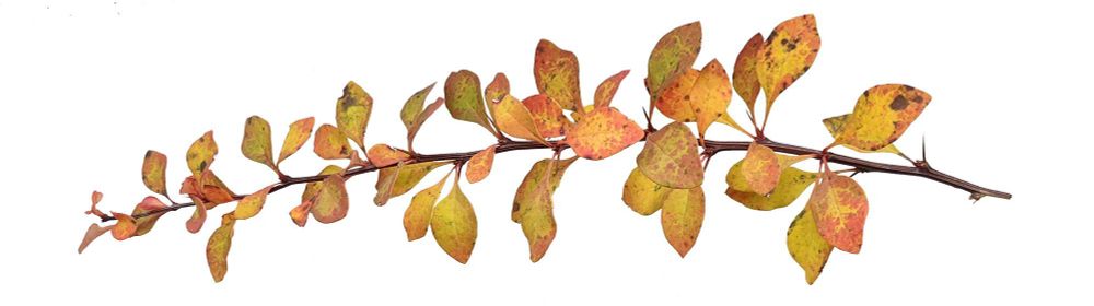 January Scent Project Ojiim