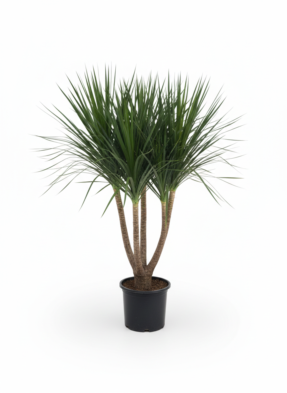 Драцена angustifolia Dragon's Blood Tree д.30