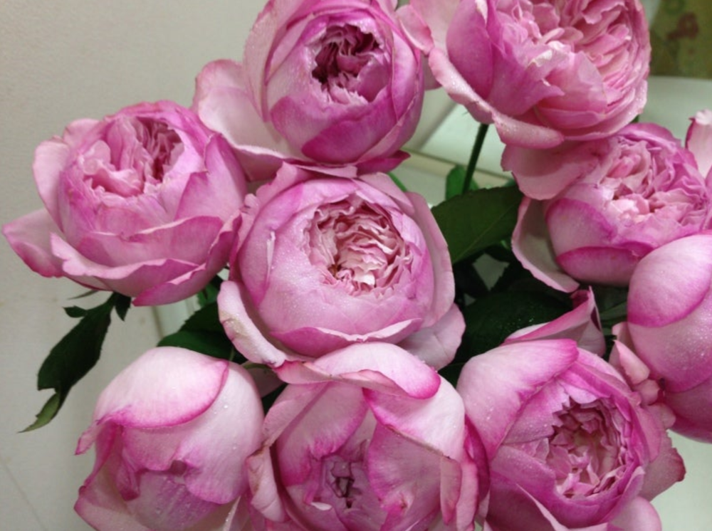 Претти Нина (Pretty Nina)