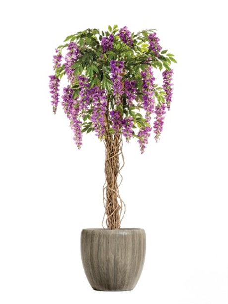 Комплект - Вистерия лиана сиреневая 180 см в кашпо TREEZ Effectory - Wow