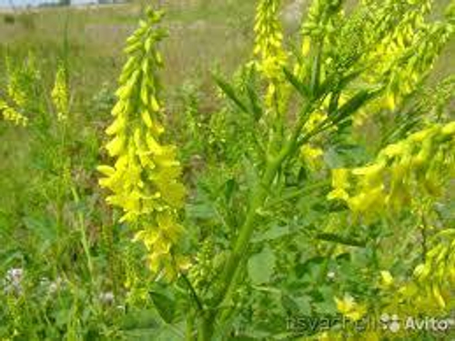 Семена Донник