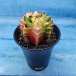 Gymnocalycium Variegata (Гимнокалициум Вариегатный)