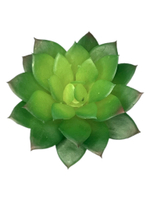 Суккулент 126 мини зеленый