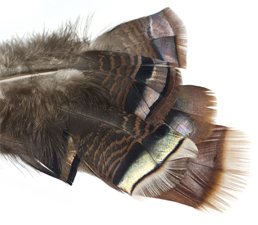 WAPSI Радужные хвостовые перья индюка Ozark Iridescent Turkey Tail Natural (6 шт.)