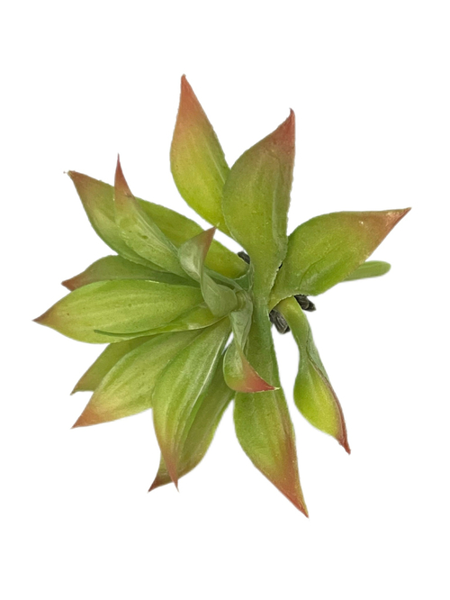 Суккулент 102 желто-зеленый