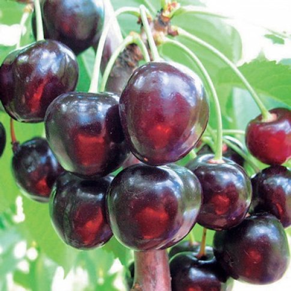 Черешня Валерий Чкалов